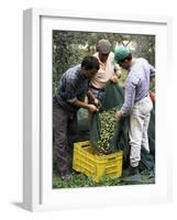 Gathering Olives for Fine Extra-Virgin Oil, Frantoio Galantino, Bisceglie, Puglia, Italy-Michael Newton-Framed Photographic Print