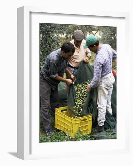 Gathering Olives for Fine Extra-Virgin Oil, Frantoio Galantino, Bisceglie, Puglia, Italy-Michael Newton-Framed Photographic Print