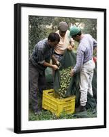 Gathering Olives for Fine Extra-Virgin Oil, Frantoio Galantino, Bisceglie, Puglia, Italy-Michael Newton-Framed Photographic Print
