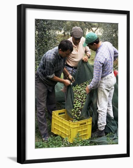 Gathering Olives for Fine Extra-Virgin Oil, Frantoio Galantino, Bisceglie, Puglia, Italy-Michael Newton-Framed Photographic Print