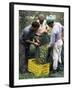 Gathering Olives for Fine Extra-Virgin Oil, Frantoio Galantino, Bisceglie, Puglia, Italy-Michael Newton-Framed Photographic Print