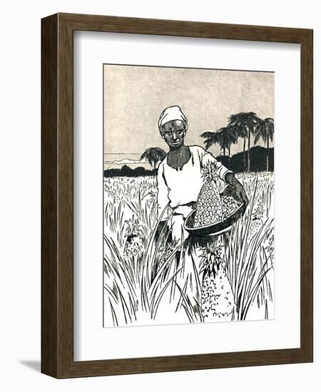 'Gathering Pineapples', 1912-Charles Robinson-Framed Giclee Print