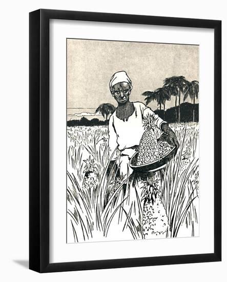 'Gathering Pineapples', 1912-Charles Robinson-Framed Giclee Print