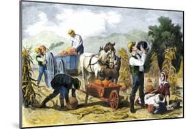 Gathering Pumpkins, an October Scene in New England, c.1860-null-Mounted Giclee Print