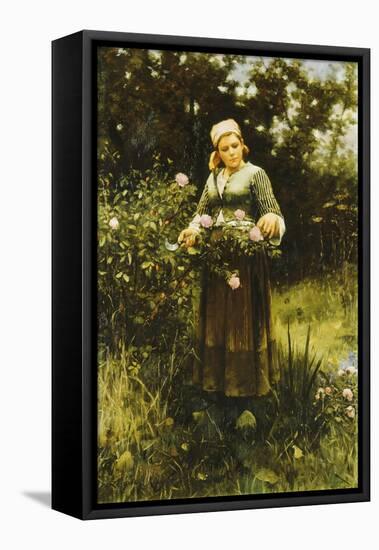 Gathering Roses-Daniel Ridgway Knight-Framed Stretched Canvas