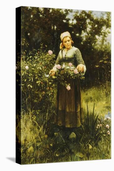 Gathering Roses-Daniel Ridgway Knight-Stretched Canvas