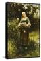 Gathering Roses-Daniel Ridgway Knight-Framed Stretched Canvas