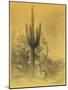 Gathering Saguaro Fruit-null-Mounted Poster