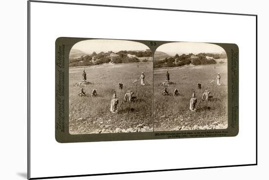 Gathering Tares from Wheat in the Stony Fields of Bethel (Bayti), Palestine, 1900-Underwood & Underwood-Mounted Giclee Print