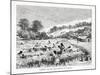 Gathering the Coca Plant (Erythroxylum Coc) in Bolivia, 1877-null-Mounted Giclee Print