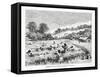 Gathering the Coca Plant (Erythroxylum Coc) in Bolivia, 1877-null-Framed Stretched Canvas