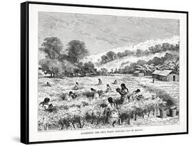 Gathering the Coca Plant (Erythroxylum Coc) in Bolivia, 1877-null-Framed Stretched Canvas
