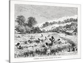 Gathering the Coca Plant (Erythroxylum Coc) in Bolivia, 1877-null-Stretched Canvas