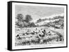 Gathering the Coca Plant (Erythroxylum Coc) in Bolivia, 1877-null-Framed Stretched Canvas