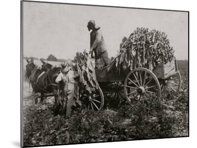 Gathering tobacco on a wagon as part of the harvest