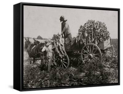 Gathering tobacco on a wagon as part of the harvest