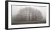 Gathering Trees-Michael Iacobellis-Framed Giclee Print