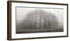 Gathering Trees-Michael Iacobellis-Framed Giclee Print