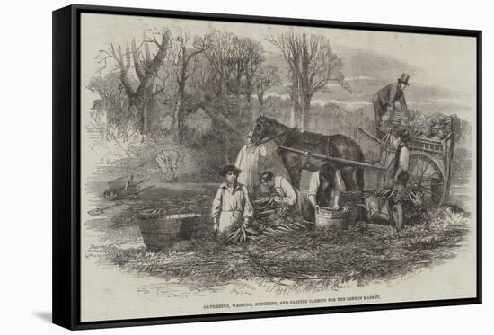 Gathering, Washing, Bunching, and Carting Carrots for the London Market-null-Framed Stretched Canvas