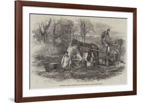 Gathering, Washing, Bunching, and Carting Carrots for the London Market-null-Framed Giclee Print