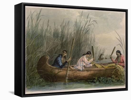 Gathering Wild Rice-Seth Eastman-Framed Stretched Canvas