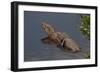 Gator Alley At The D'Olive Boardwalk Park In Daphne, Alabama-Carol Highsmith-Framed Premium Giclee Print