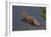 Gator Alley At The D'Olive Boardwalk Park In Daphne, Alabama-Carol Highsmith-Framed Art Print