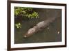 Gator Alley At The D'Olive Boardwalk Park In Daphne, Alabama-Carol Highsmith-Framed Art Print