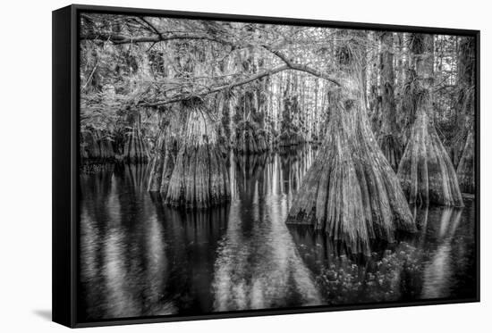 Gator Hook-Dennis Goodman-Framed Stretched Canvas