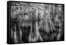 Gator Hook-Dennis Goodman-Framed Stretched Canvas