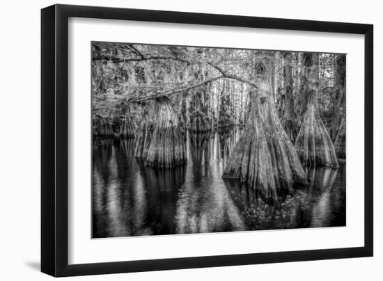 Gator Hook-Dennis Goodman-Framed Photographic Print