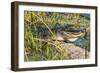 Gator Vw 17 1-Robert Michaud-Framed Giclee Print