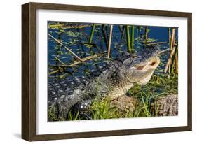 Gator Vw 17 2-Robert Michaud-Framed Giclee Print