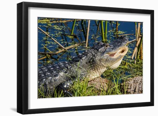 Gator Vw 17 2-Robert Michaud-Framed Giclee Print