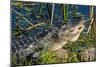 Gator Vw 17 2-Robert Michaud-Mounted Giclee Print