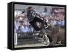 Gaucho, or Cowboy, is Thrown from a Horse as He Competes in a Rodeo in Montevideo-null-Framed Stretched Canvas