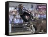 Gaucho, or Cowboy, is Thrown from a Horse as He Competes in a Rodeo in Montevideo-null-Framed Stretched Canvas