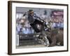 Gaucho, or Cowboy, is Thrown from a Horse as He Competes in a Rodeo in Montevideo-null-Framed Photographic Print
