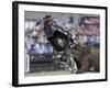 Gaucho, or Cowboy, is Thrown from a Horse as He Competes in a Rodeo in Montevideo-null-Framed Photographic Print