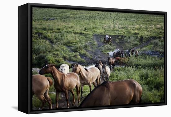 Gaucho with Horses at Estancia Los Potreros, Cordoba Province, Argentina, South America-Yadid Levy-Framed Stretched Canvas