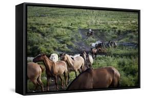 Gaucho with Horses at Estancia Los Potreros, Cordoba Province, Argentina, South America-Yadid Levy-Framed Stretched Canvas