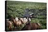 Gaucho with Horses at Estancia Los Potreros, Cordoba Province, Argentina, South America-Yadid Levy-Stretched Canvas