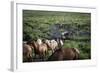 Gaucho with Horses at Estancia Los Potreros, Cordoba Province, Argentina, South America-Yadid Levy-Framed Photographic Print