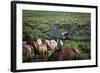 Gaucho with Horses at Estancia Los Potreros, Cordoba Province, Argentina, South America-Yadid Levy-Framed Photographic Print