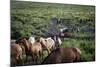 Gaucho with Horses at Estancia Los Potreros, Cordoba Province, Argentina, South America-Yadid Levy-Mounted Photographic Print