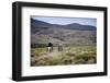 Gauchos Riding Horses, Patagonia, Argentina, South America-Yadid Levy-Framed Premium Photographic Print