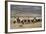 Gauchos with Cattle at the Huechahue Estancia, Patagonia, Argentina, South America-Yadid Levy-Framed Photographic Print