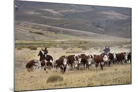 Gauchos with Cattle at the Huechahue Estancia, Patagonia, Argentina, South America-Yadid Levy-Mounted Photographic Print