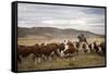 Gauchos with Cattle at the Huechahue Estancia, Patagonia, Argentina, South America-Yadid Levy-Framed Stretched Canvas