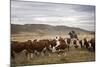 Gauchos with Cattle at the Huechahue Estancia, Patagonia, Argentina, South America-Yadid Levy-Mounted Photographic Print